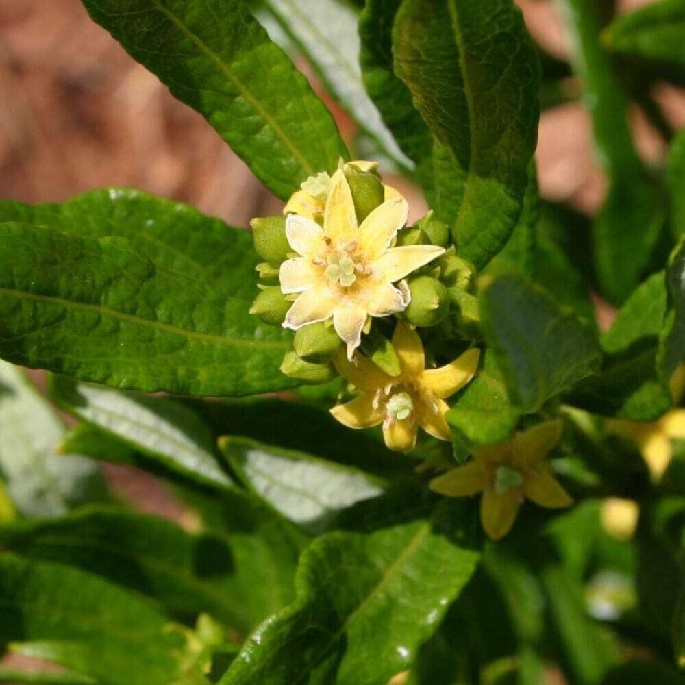 Fadogia Agrestis